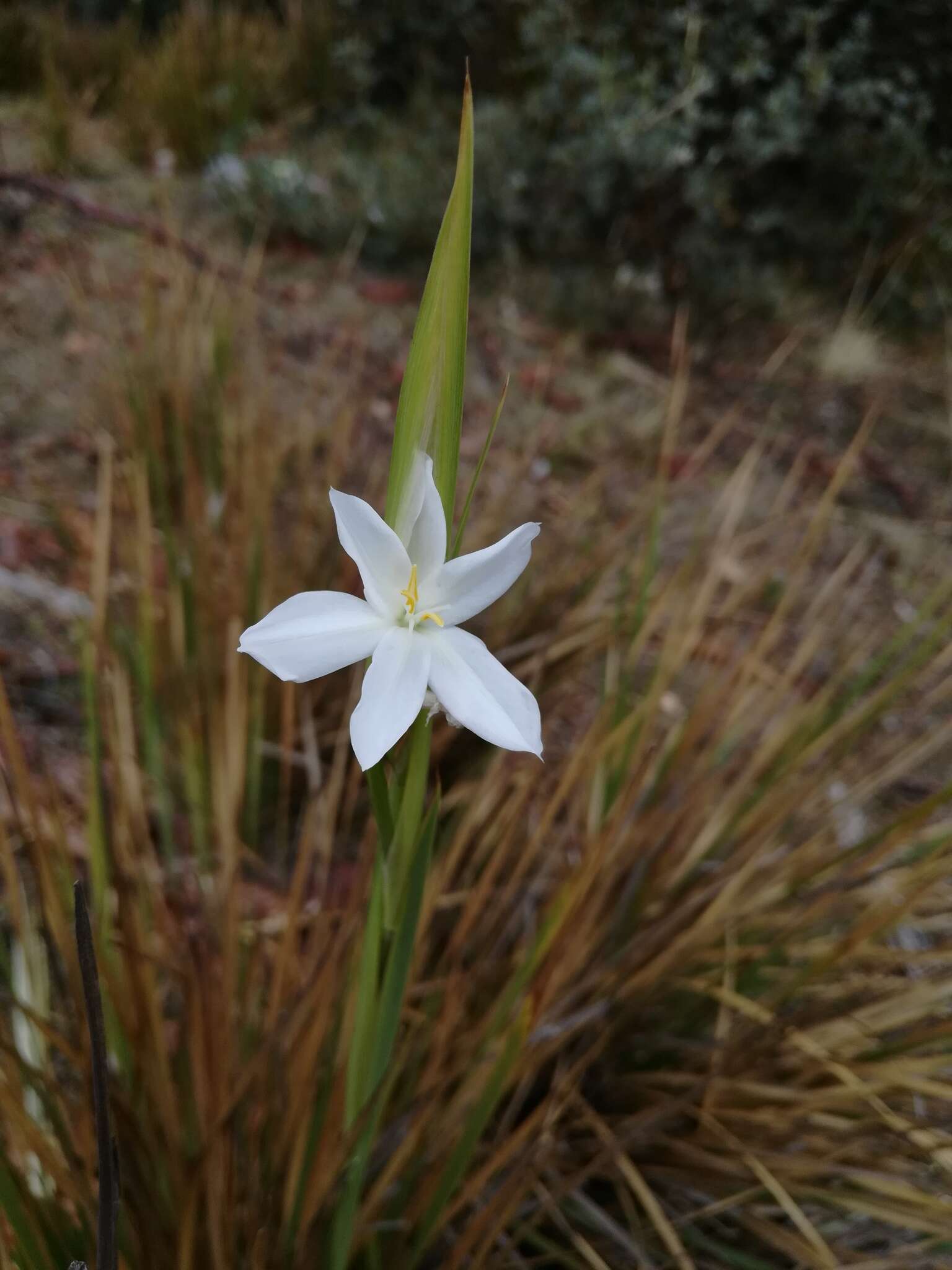 Orthrosanthus occissapungus (Ruiz ex Klatt) Diels的图像