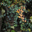 Image of spreading cotoneaster