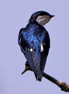 Image of Pied-winged Swallow