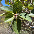 Image de Ficus petiolaris subsp. palmeri (S. Watson) Felger