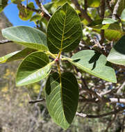 Image of Ficus petiolaris subsp. palmeri (S. Watson) Felger