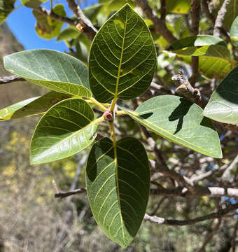 Image of Ficus petiolaris subsp. palmeri (S. Watson) Felger