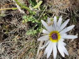 Image of Free State daisy