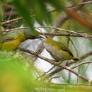 Euphonia chrysopasta Sclater, PL & Salvin 1869的圖片