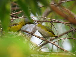 Euphonia chrysopasta Sclater, PL & Salvin 1869的圖片