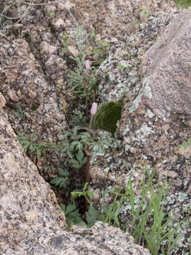 Image of tuber anemone