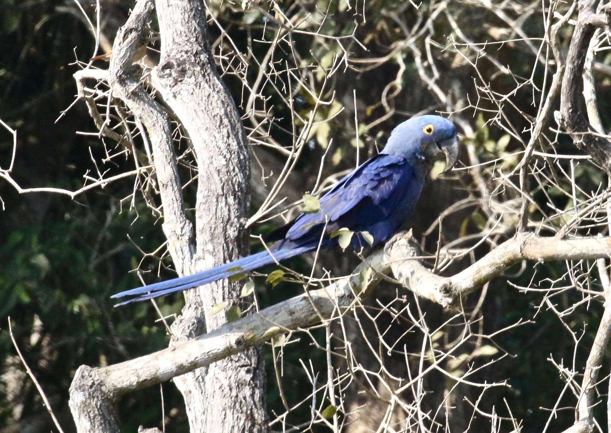 Image de Anodorhynchus Spix 1824