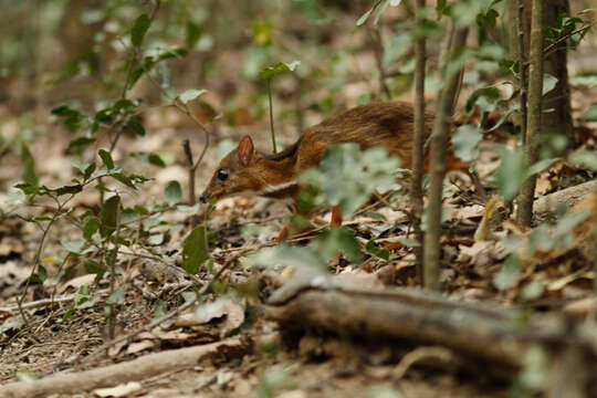 Image of Lesser Mouse-deer