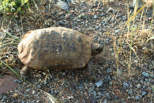 Image of Testudo graeca marokkensis Pieh & Perälä 2004