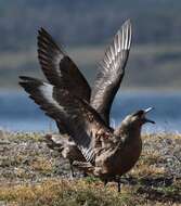 Image of Brown Skua