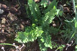 Imagem de Cheilanthes hastata (L. fil.) Kunze