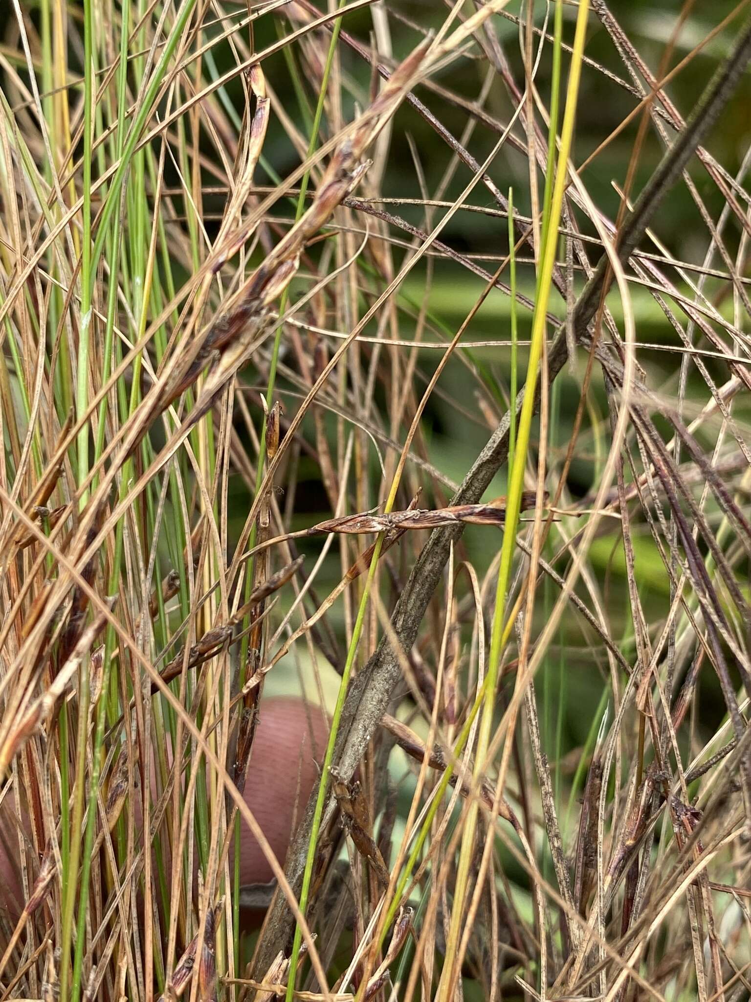 Ficinia angustifolia (Schrad.) C. B. Clarke的圖片