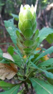 Image of Crossandra longispica Benoist