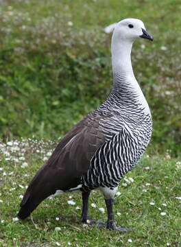 Image of magellan goose, upland goose