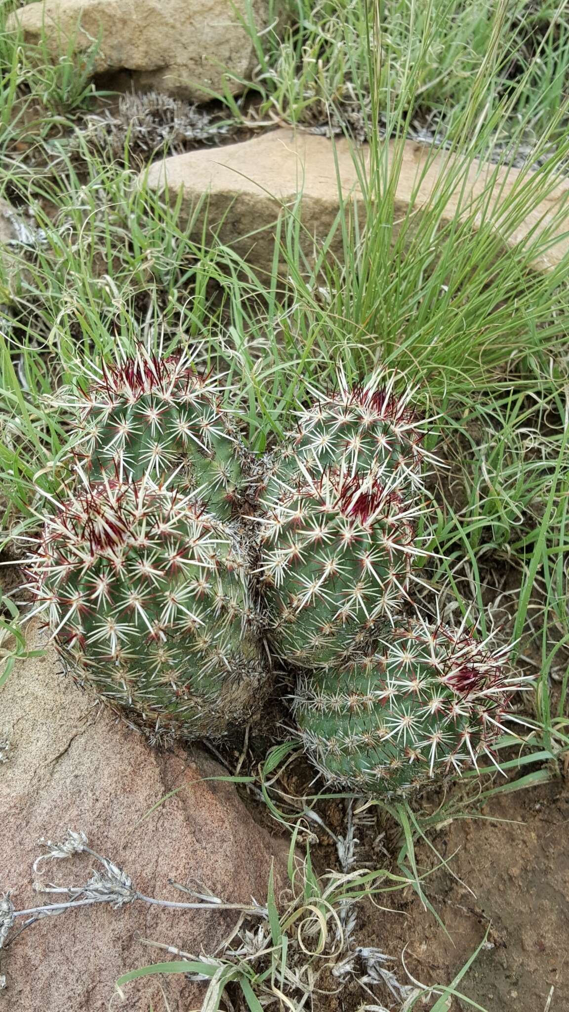 Image de Echinocereus viridiflorus subsp. viridiflorus