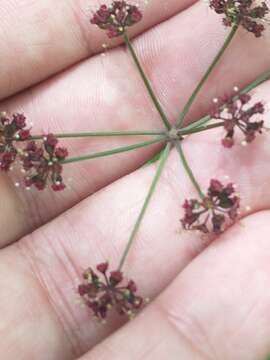 Image of Thaspium trifoliatum var. trifoliatum