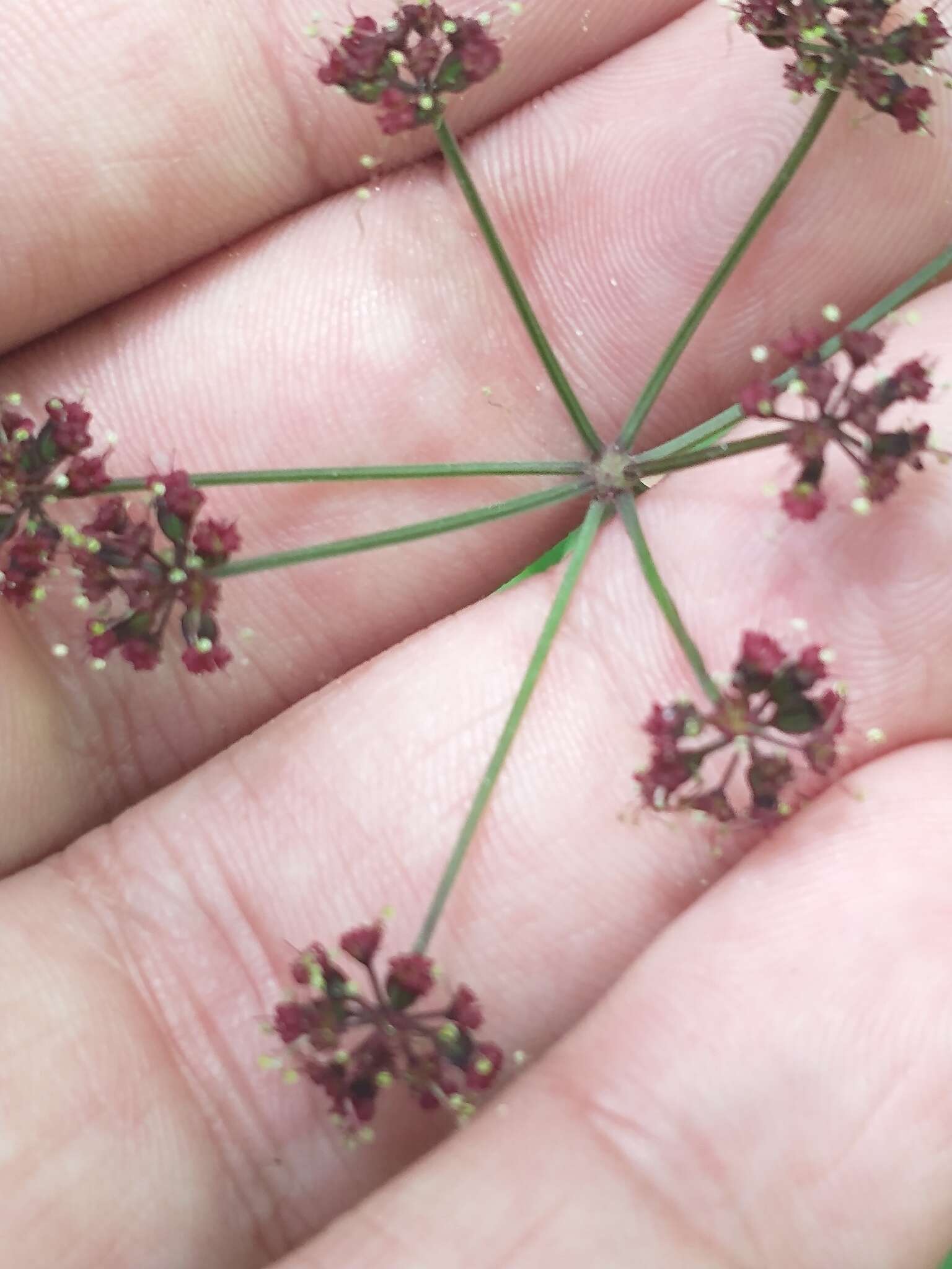 Imagem de Thaspium trifoliatum var. trifoliatum