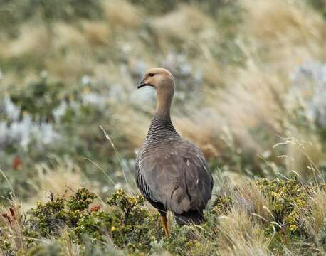 Image of magellan goose, upland goose