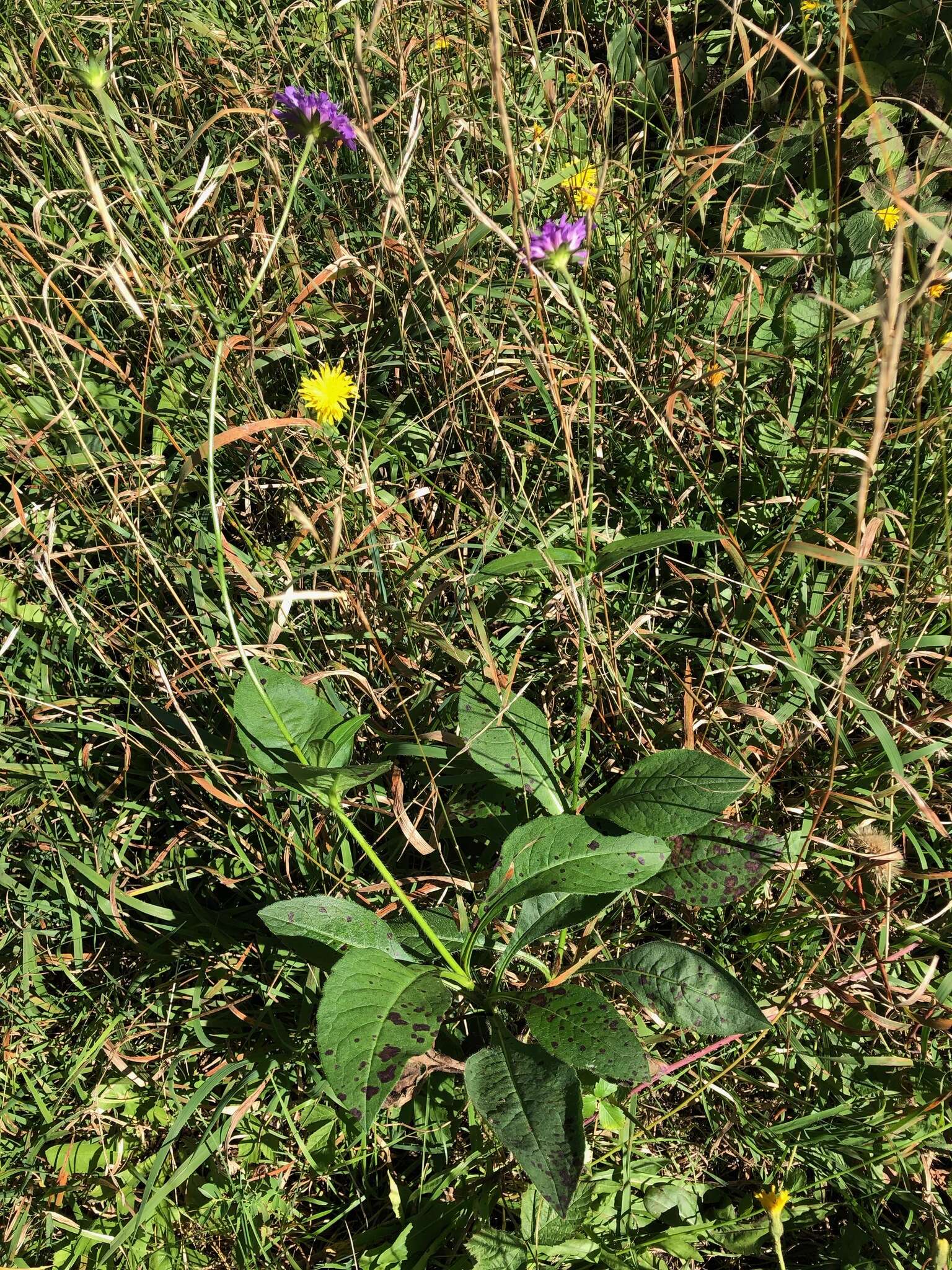 صورة Knautia dipsacifolia Kreutzer