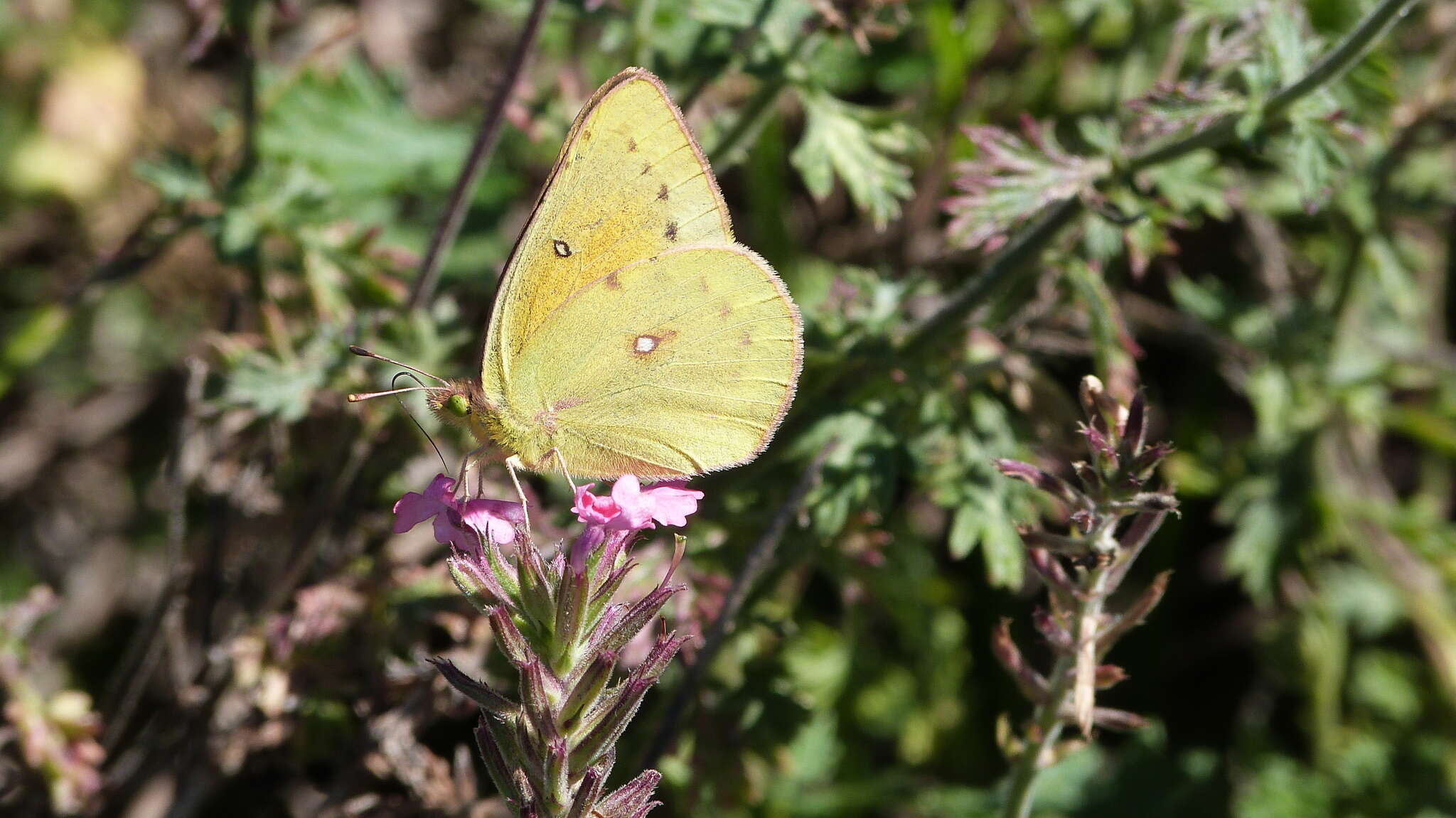 Image of <i>Colias <i>lesbia</i></i> lesbia