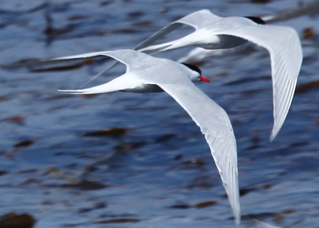 Image of South American Tern