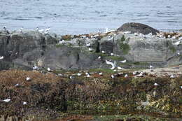 Image of South American Tern