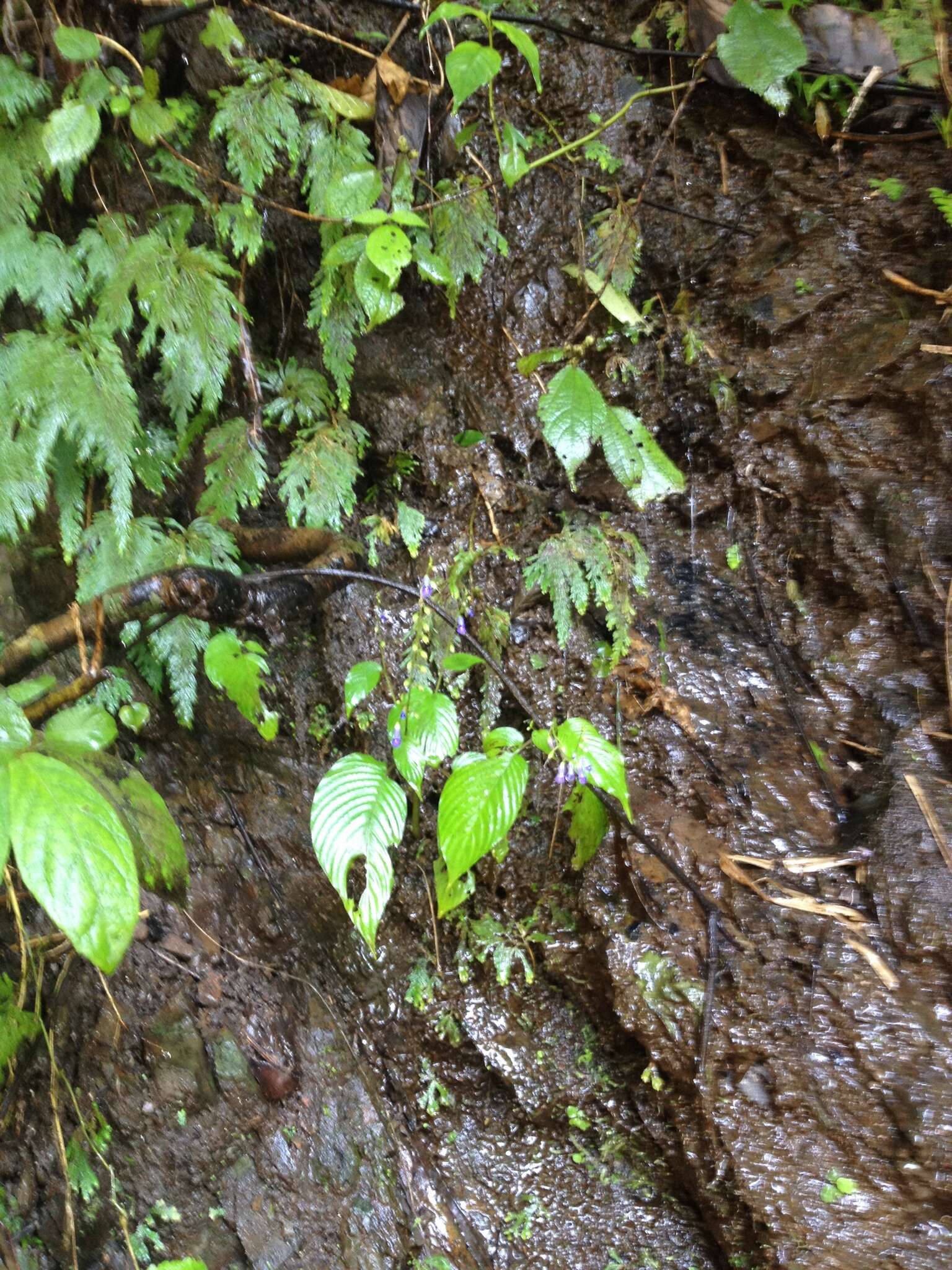 Image of Rhynchoglossum obliquum Blume