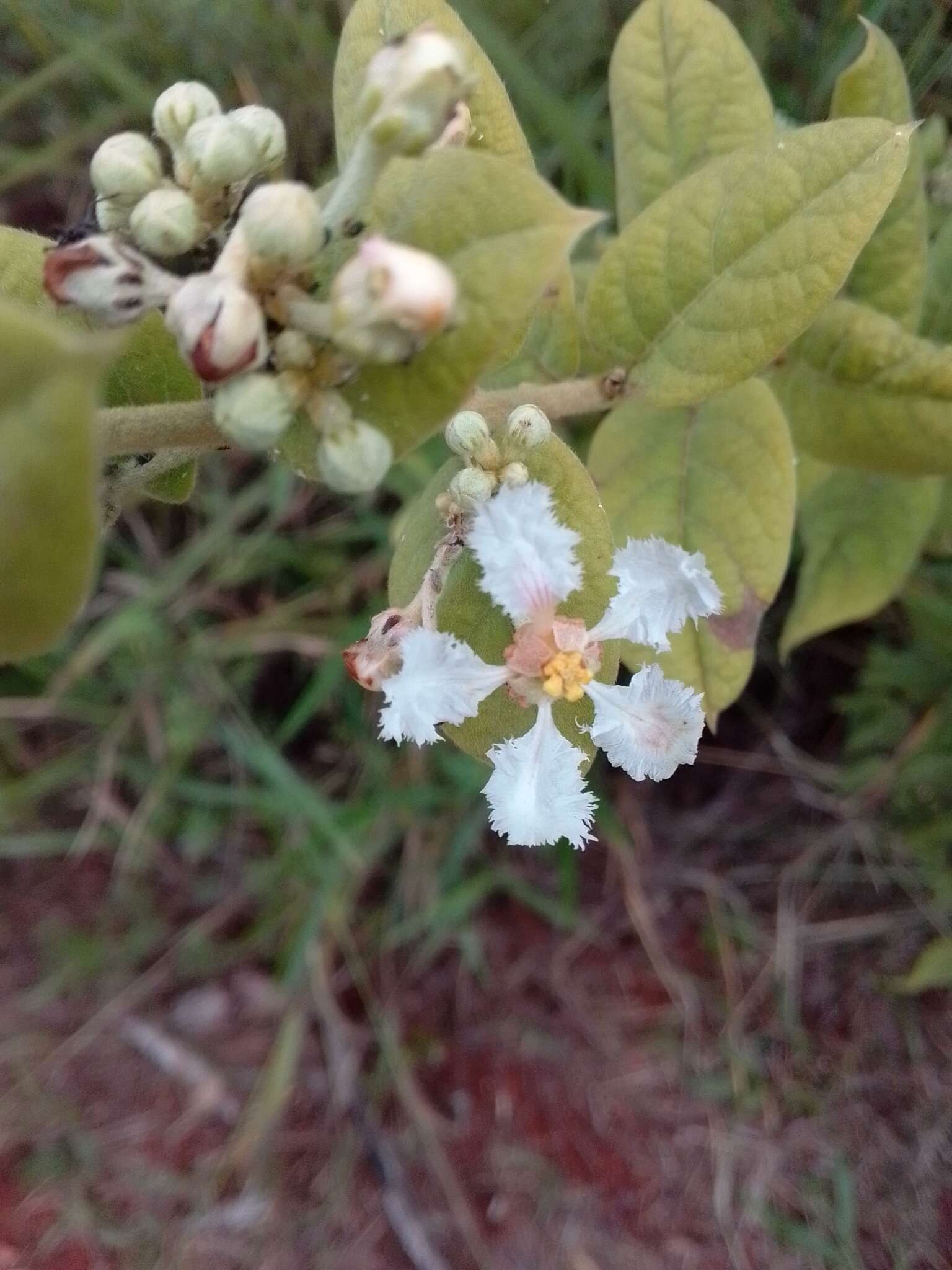 Image of Banisteriopsis variabilis B. Gates