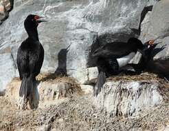 صورة Phalacrocorax magellanicus (Gmelin & JF 1789)