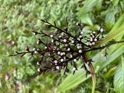 صورة Scleria latifolia Sw.