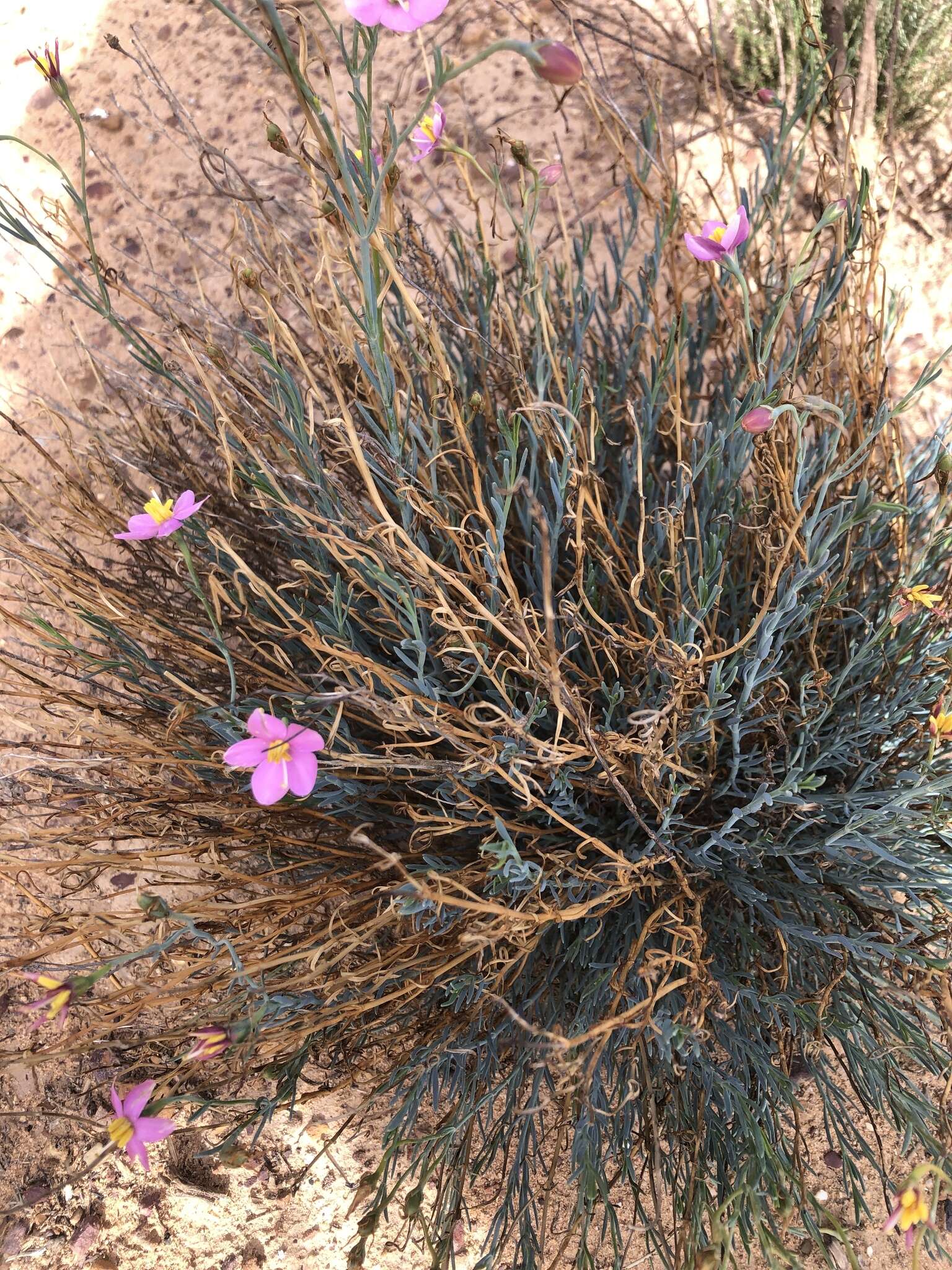 Image of Chironia linoides subsp. linoides