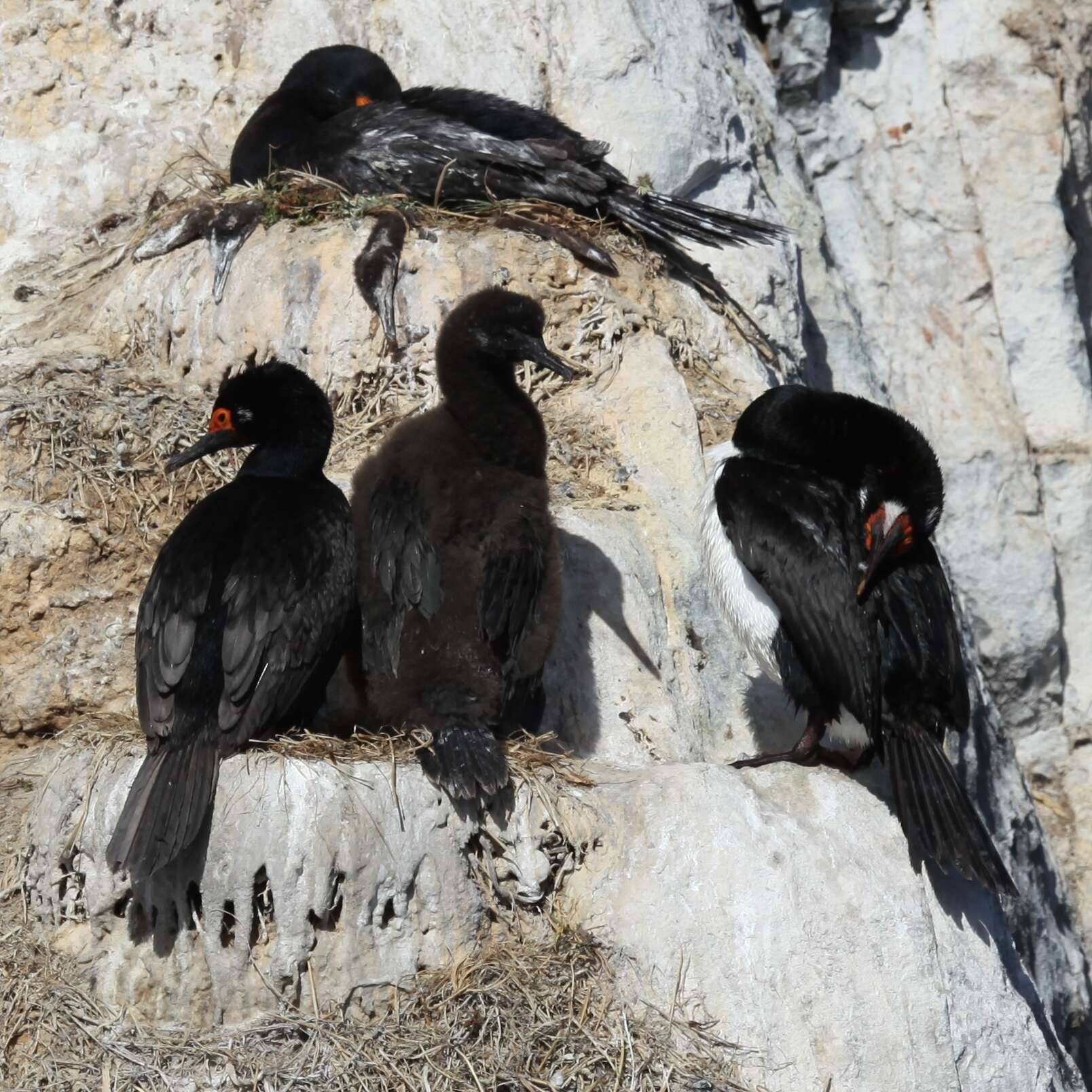 Image of Magellan Cormorant