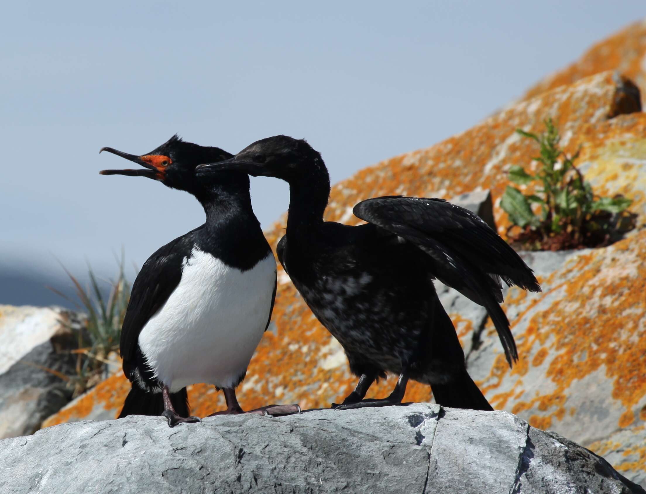 صورة Phalacrocorax magellanicus (Gmelin & JF 1789)