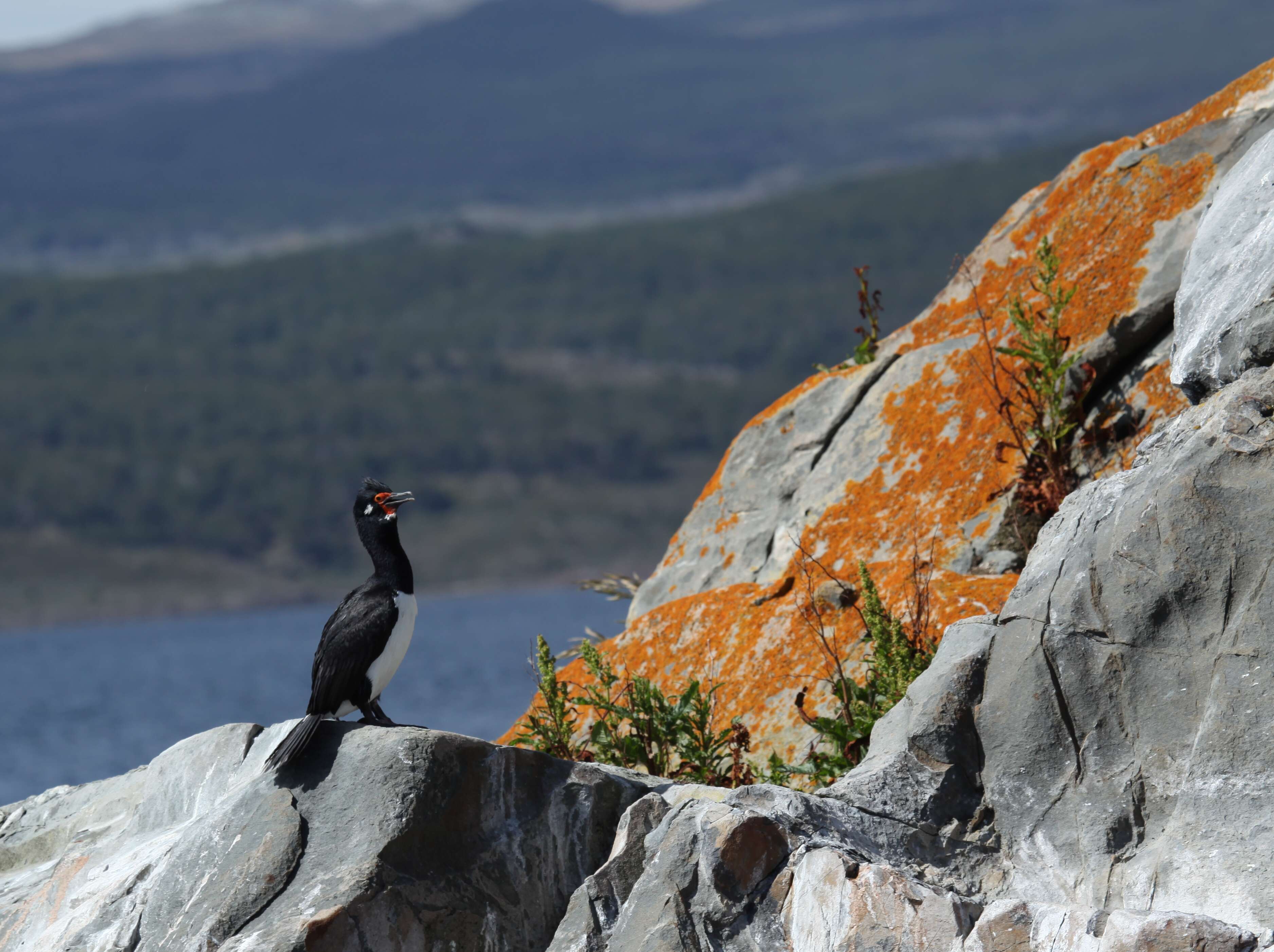 صورة Phalacrocorax magellanicus (Gmelin & JF 1789)