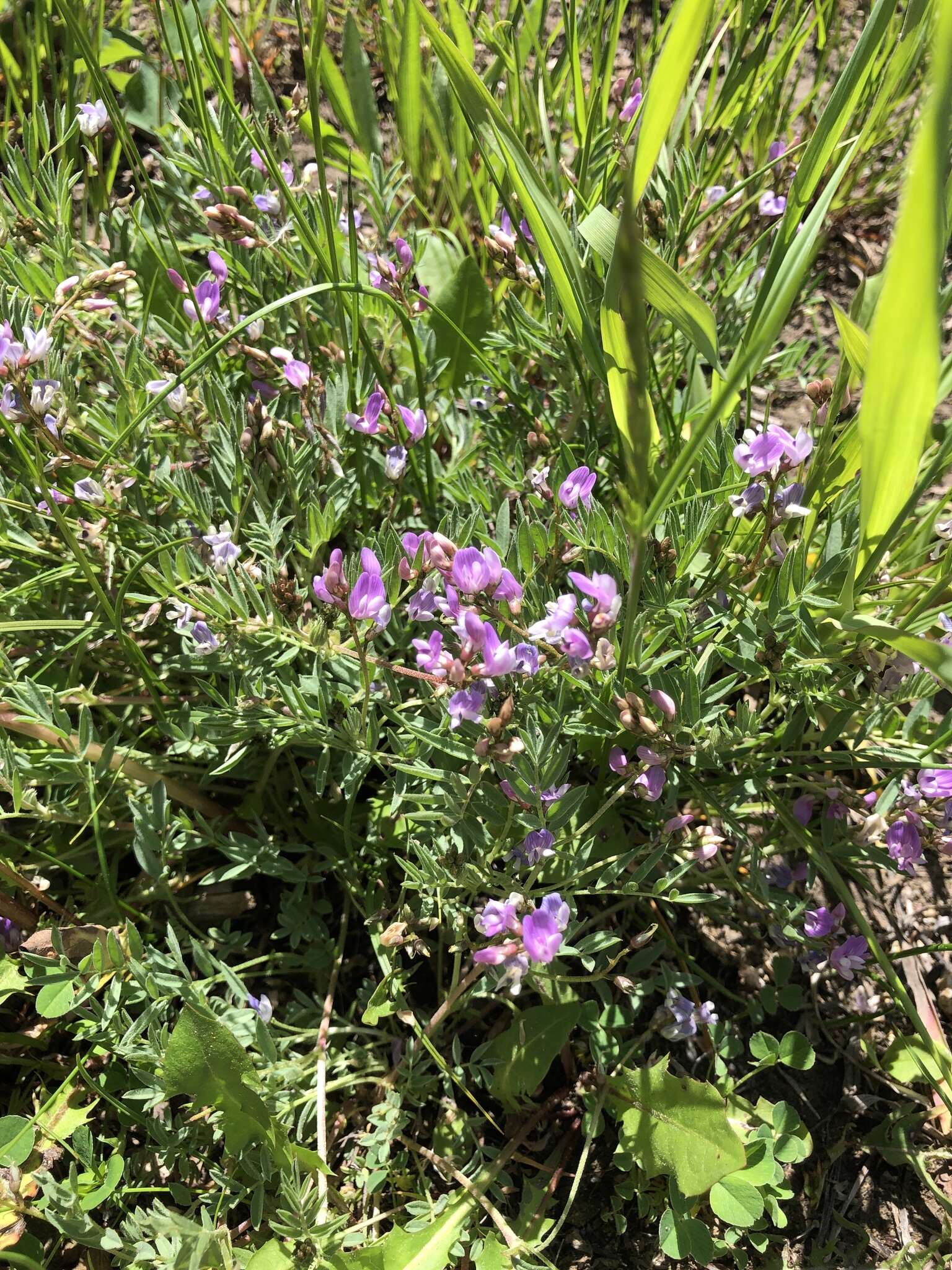 Imagem de Astragalus bourgovii A. Gray