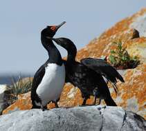 صورة Phalacrocorax magellanicus (Gmelin & JF 1789)