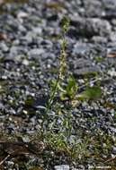 Image of Linaria micrantha (Cav.) Hoffmgg. & Link