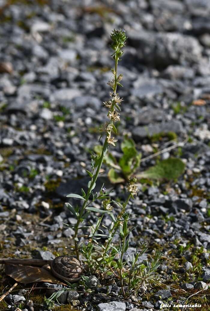 صورة Linaria micrantha (Cav.) Hoffmgg. & Link