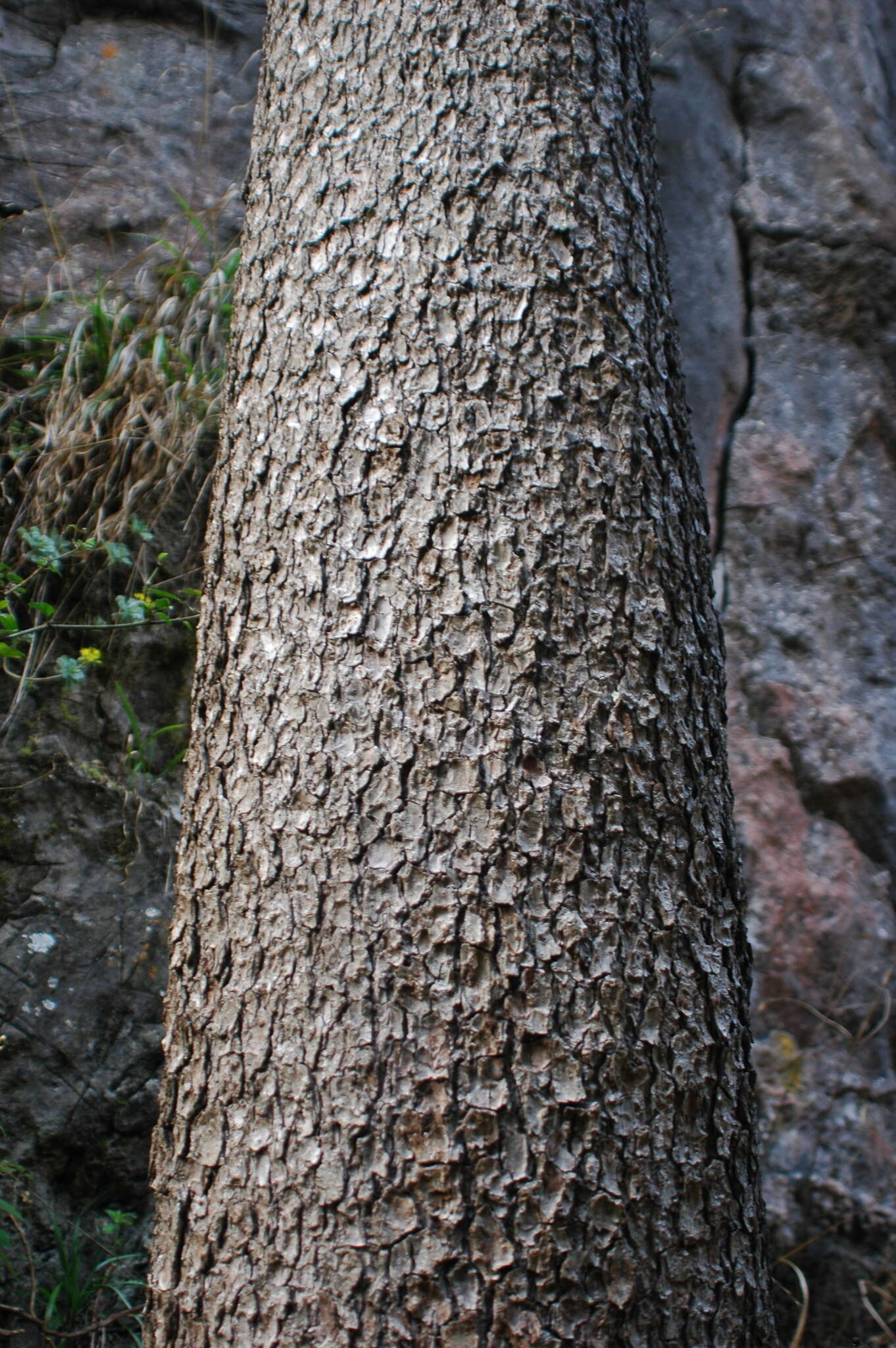 Image of Martinez's Spruce