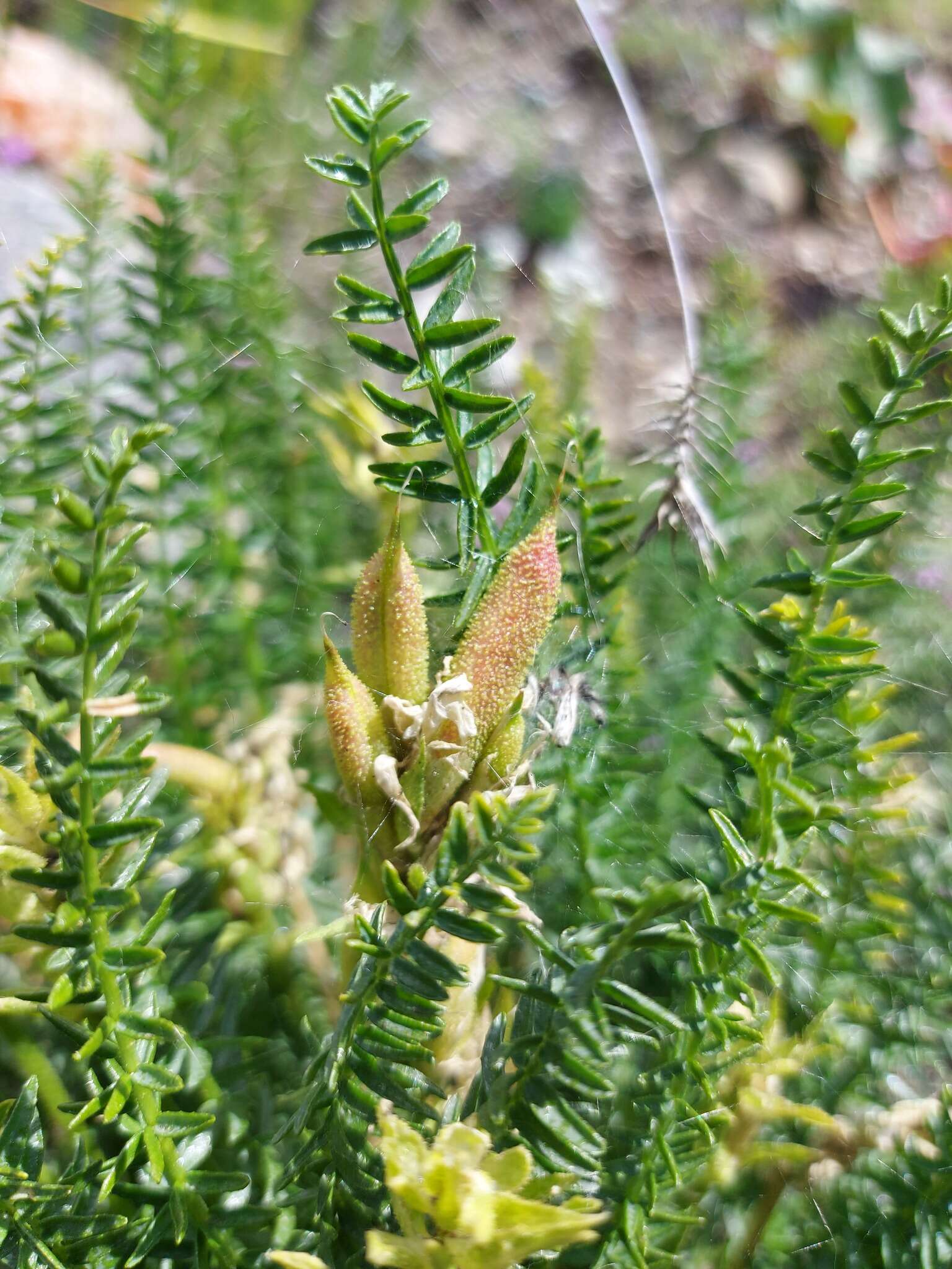 Oxytropis muricata (Pall.) DC. resmi