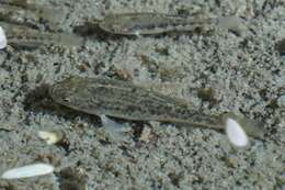 Image of Quitobaquito pupfish