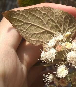 Image of Ageratina petiolaris (Mocino & Sesse ex DC.) R. King & H. Rob.