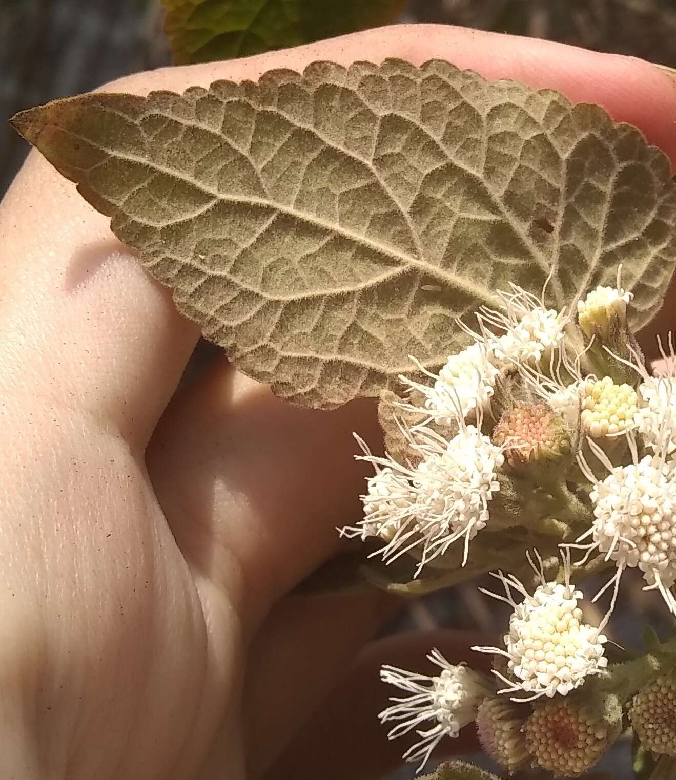 صورة Ageratina petiolaris (Mocino & Sesse ex DC.) R. King & H. Rob.