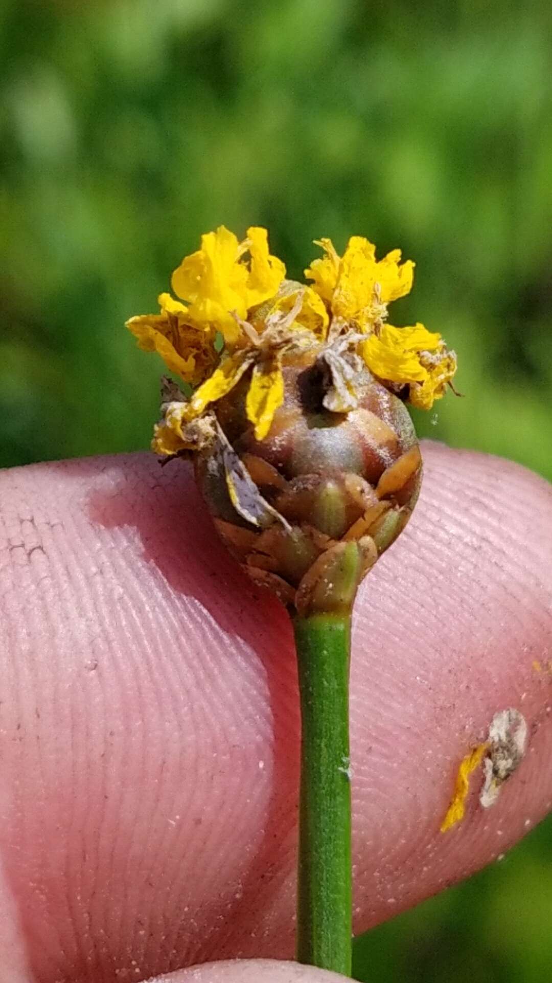 Image of Twisted yellow-eyed grass