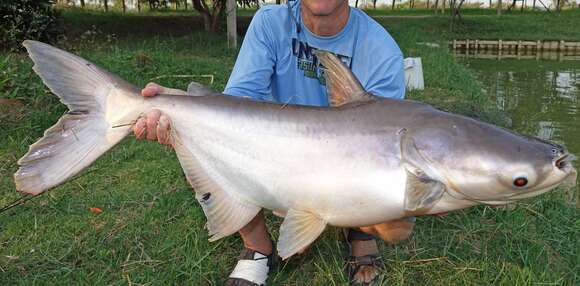 Image of Mekong giant catfish