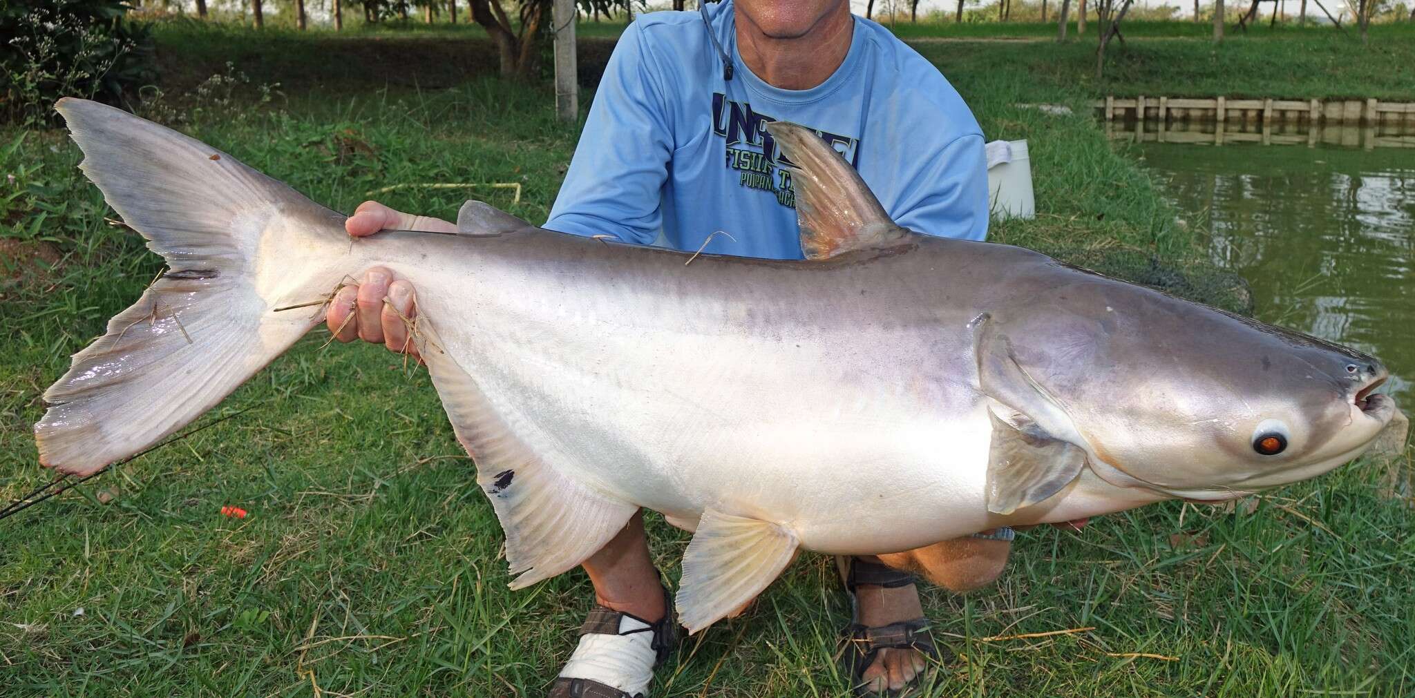 Mekong giant catfish - Encyclopedia of Life