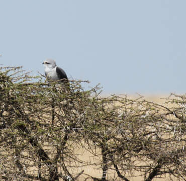 Image of Black-shouldered Kite