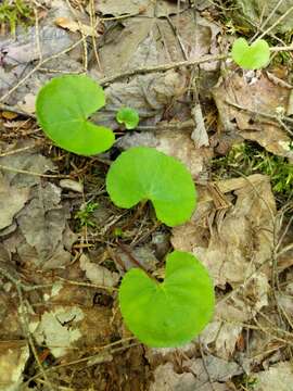 Sivun Viola renifolia A. Gray kuva