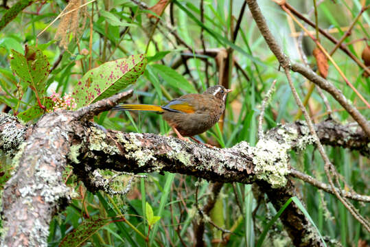 Image of White-whiskered Laughingthrush