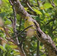 Image of Alpine Citril Finch